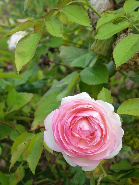 הוילה Loos-en-Gohelle Fleur De Ciel מראה חיצוני תמונה